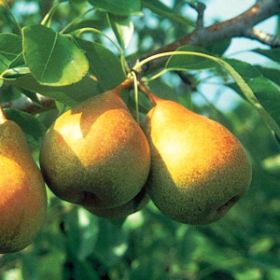 Common Pear, European Pear Starking Delicious