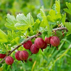 Gooseberry 'Captivator'