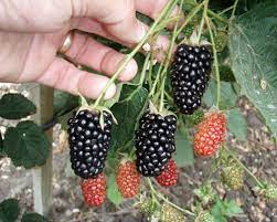 Blackberry Natchez