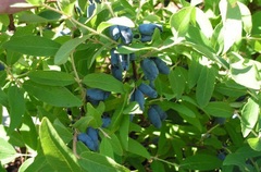 Lonicera, Honeyberry, Haskap 'Borealis'