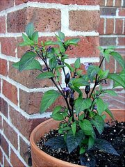 Hot Pepper 'Fine Fruit'