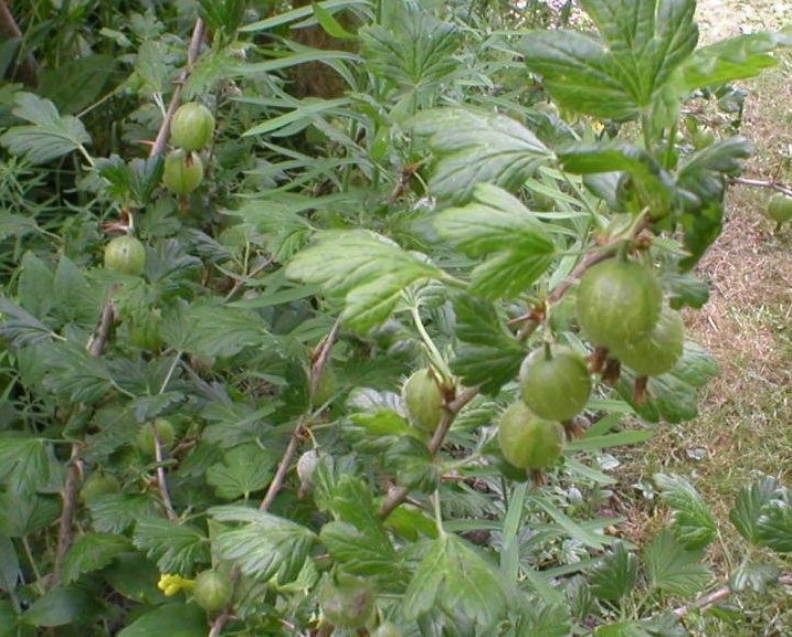 Ribes Species, European Gooseberry, Gooseberry, Goosegogs