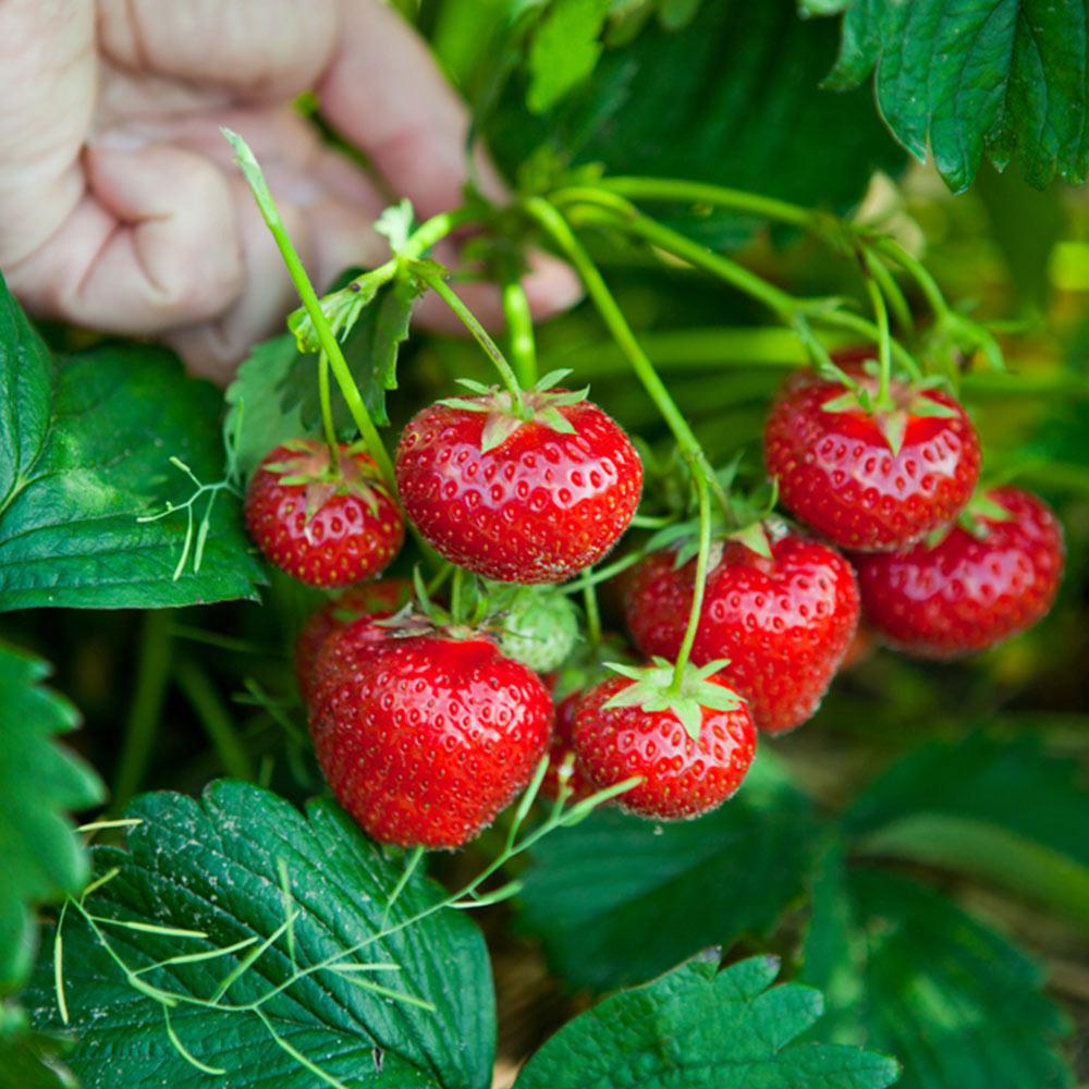 Strawberry Cambridge Favourite