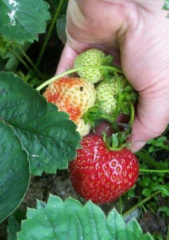 Strawberry Honeoye