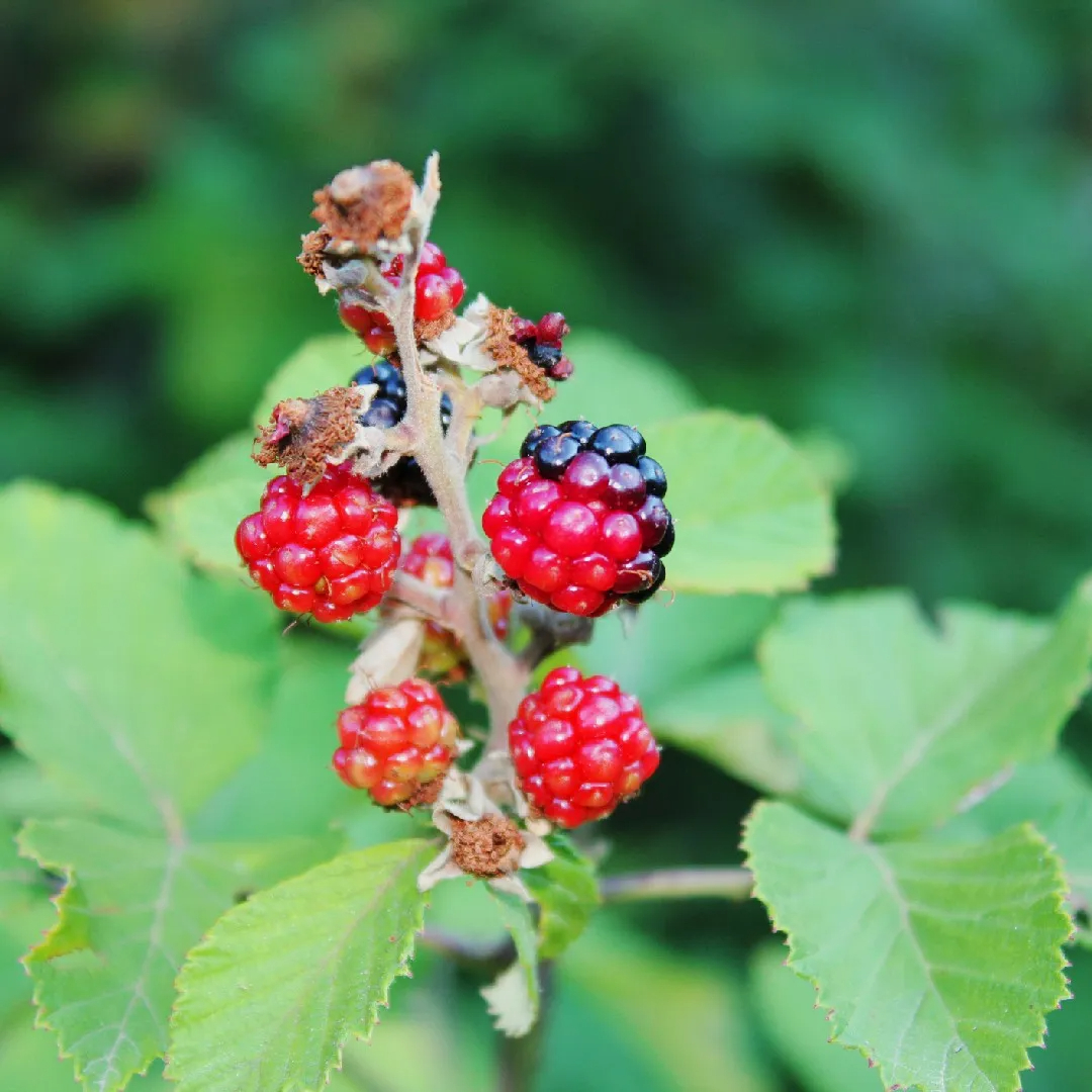 Northern Dewberry