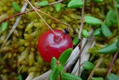 Vaccinium Species, Bog Cranberry, European Cranberry, Small Cranberry,