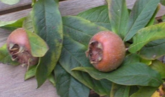 Mespilus Species, Common Medlar, Medlar Tree, Nispolero