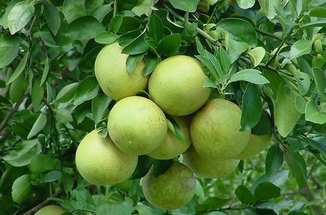 Citrus Hybrid, Grapefruit
