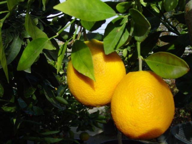 Citrus, Valencia Orange Campbell Valencia
