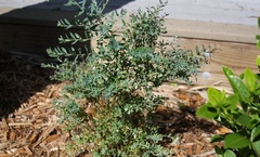 Vaccinium Species, Darrow's Blueberry, Evergreen Blueberry, Scrub Blueberry, Highbush Blueberry