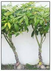 Pachira Species, Malabar Chestnut, Money Tree, Wild Breadnut, Wild Chestnut
