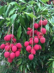 Lychee 'Brewster'