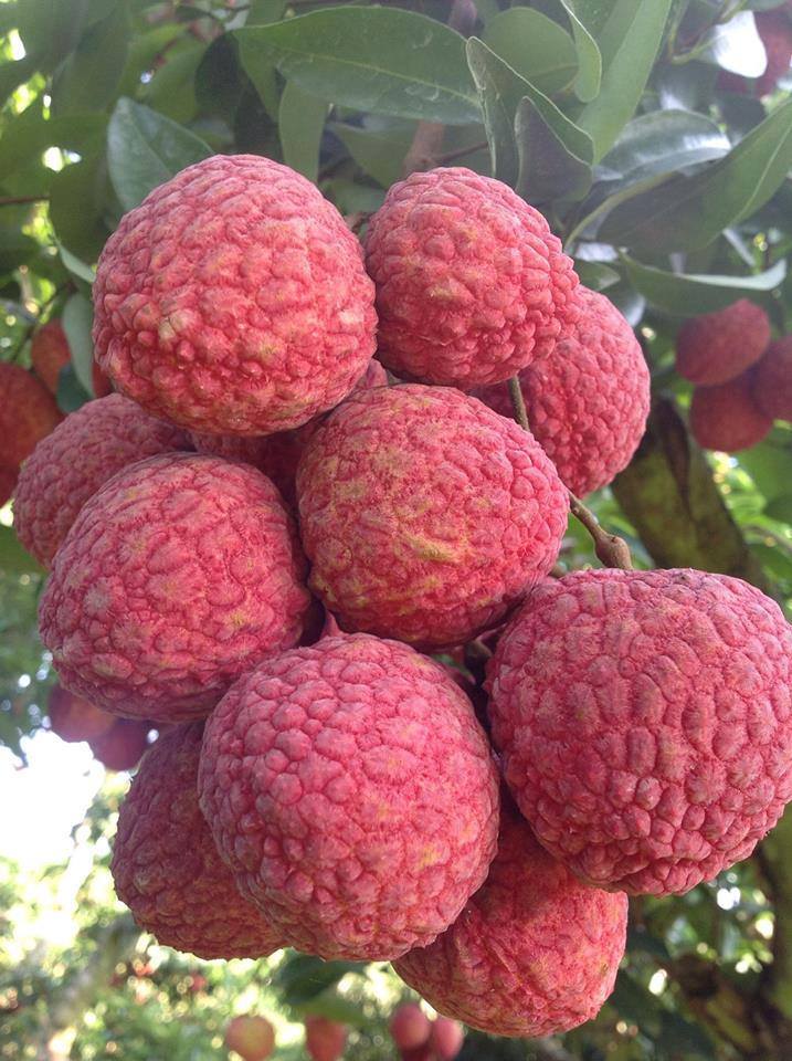 Lychee Emperor