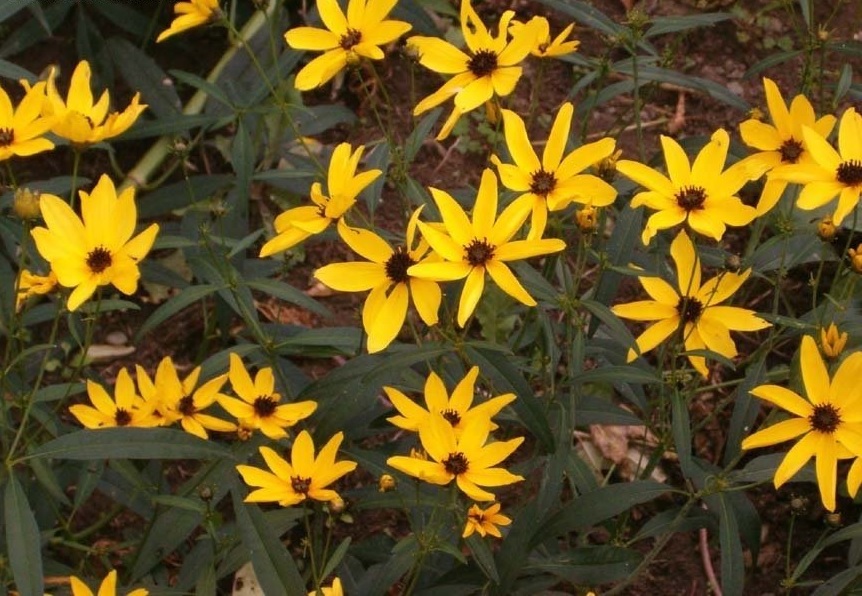 Helianthus Species, Giant Sunflower, Tall Sunflower