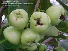 Syzygium Species, Java Apple, Java Rose Apple, Wax Apple