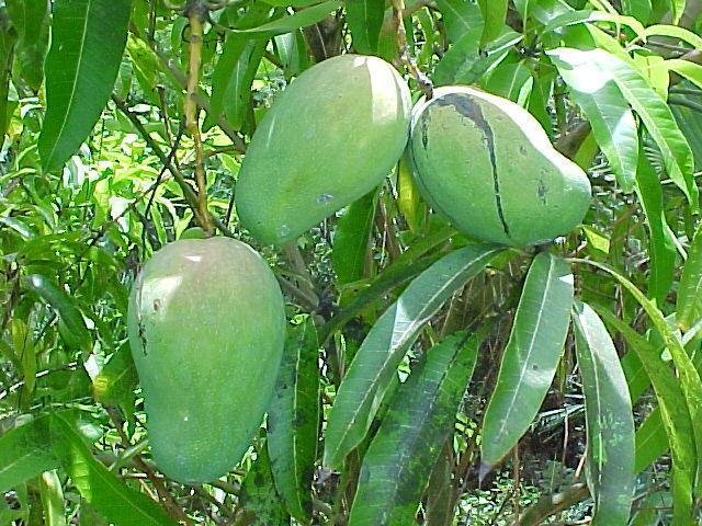 Mango East Indian