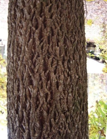 Mockernut Hickory