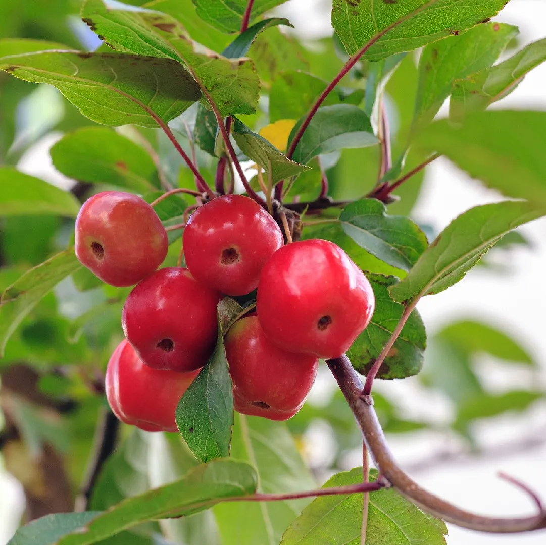 Plumleaf Crabapple, Pearleaf Crapapple