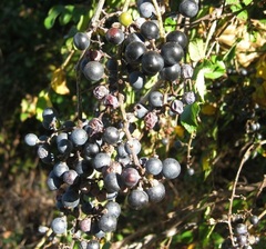 Graybark Grape, Summer Grape