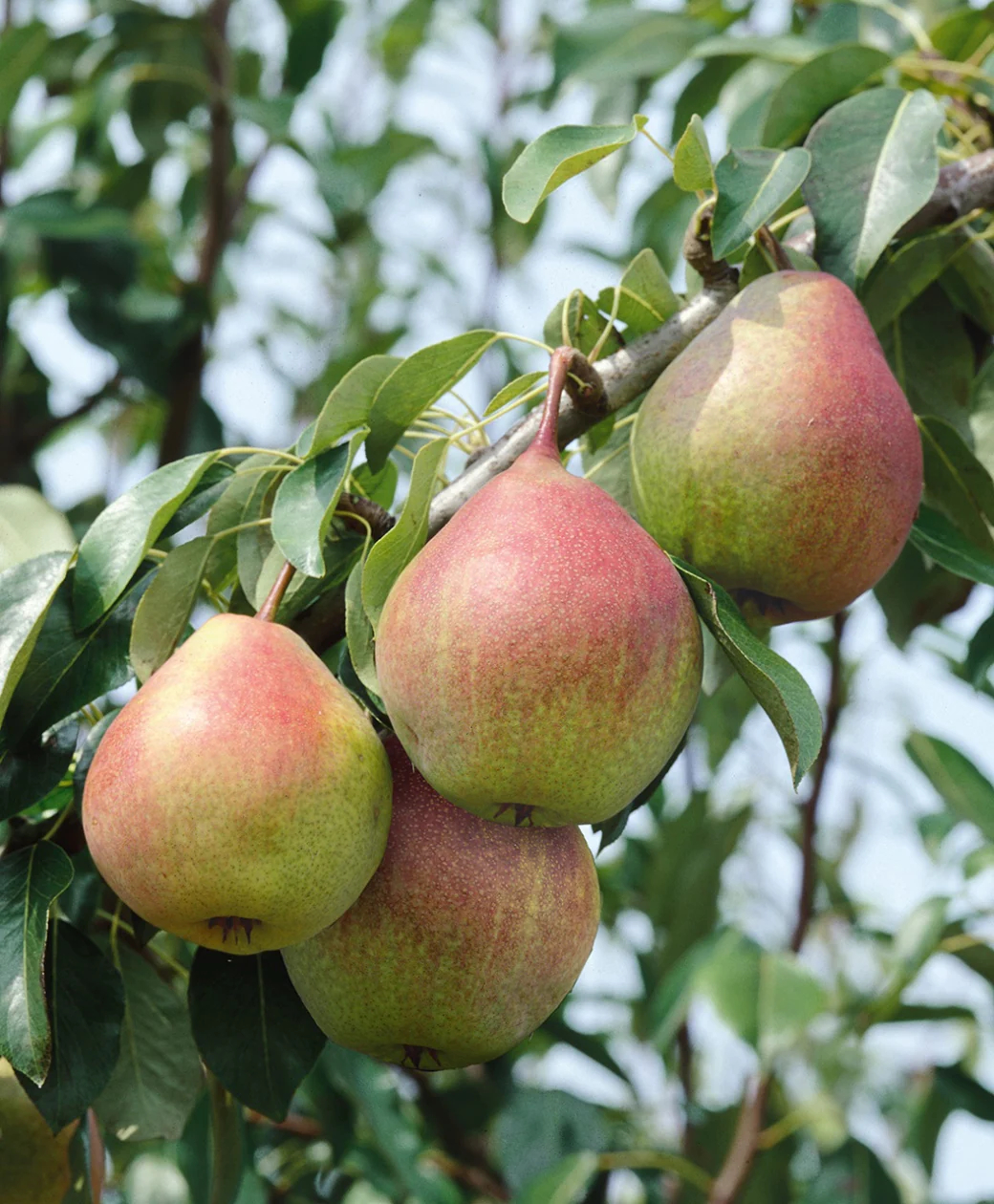 Common Pear, European Pear Seckel