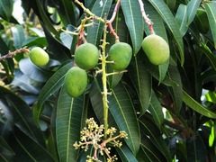 Mango 'Carrie'