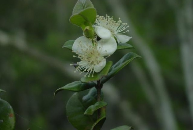 Eugenia Species