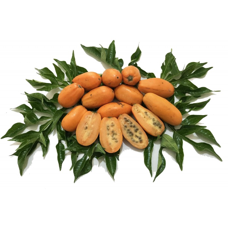 Jacaratia, Wild Papaya