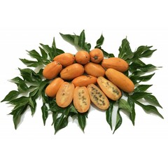 Jacaratia, Wild Papaya