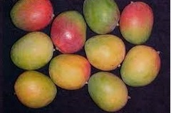 Mangifera, Common Mango, Indian Mango 'Kent'