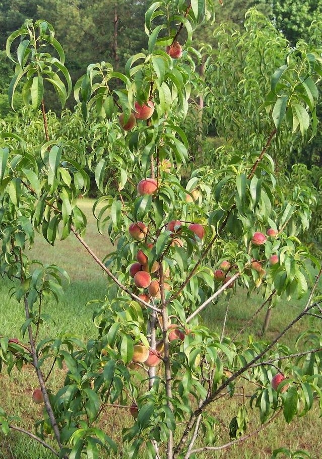 Peach Stark Early White Giant
