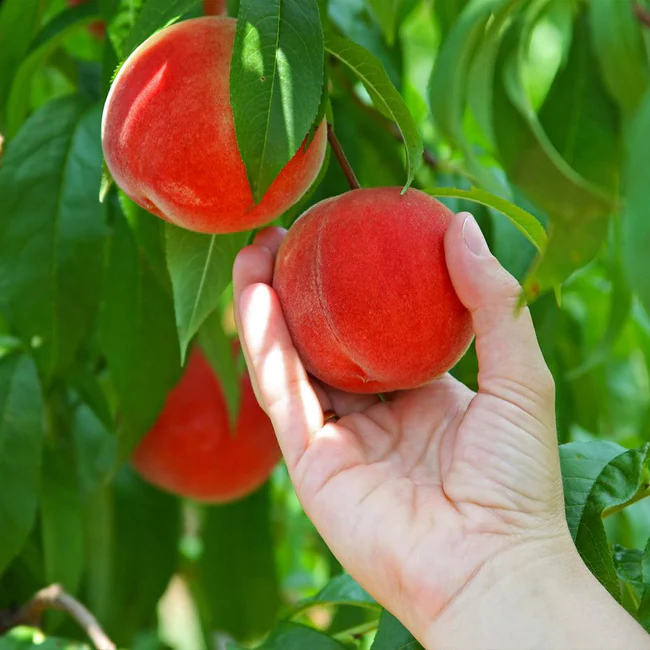 Peach Red Skin