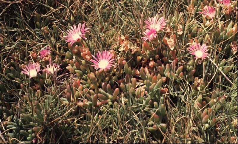 Disphyma Species, Round-Leaved Pigface, Sea Fig