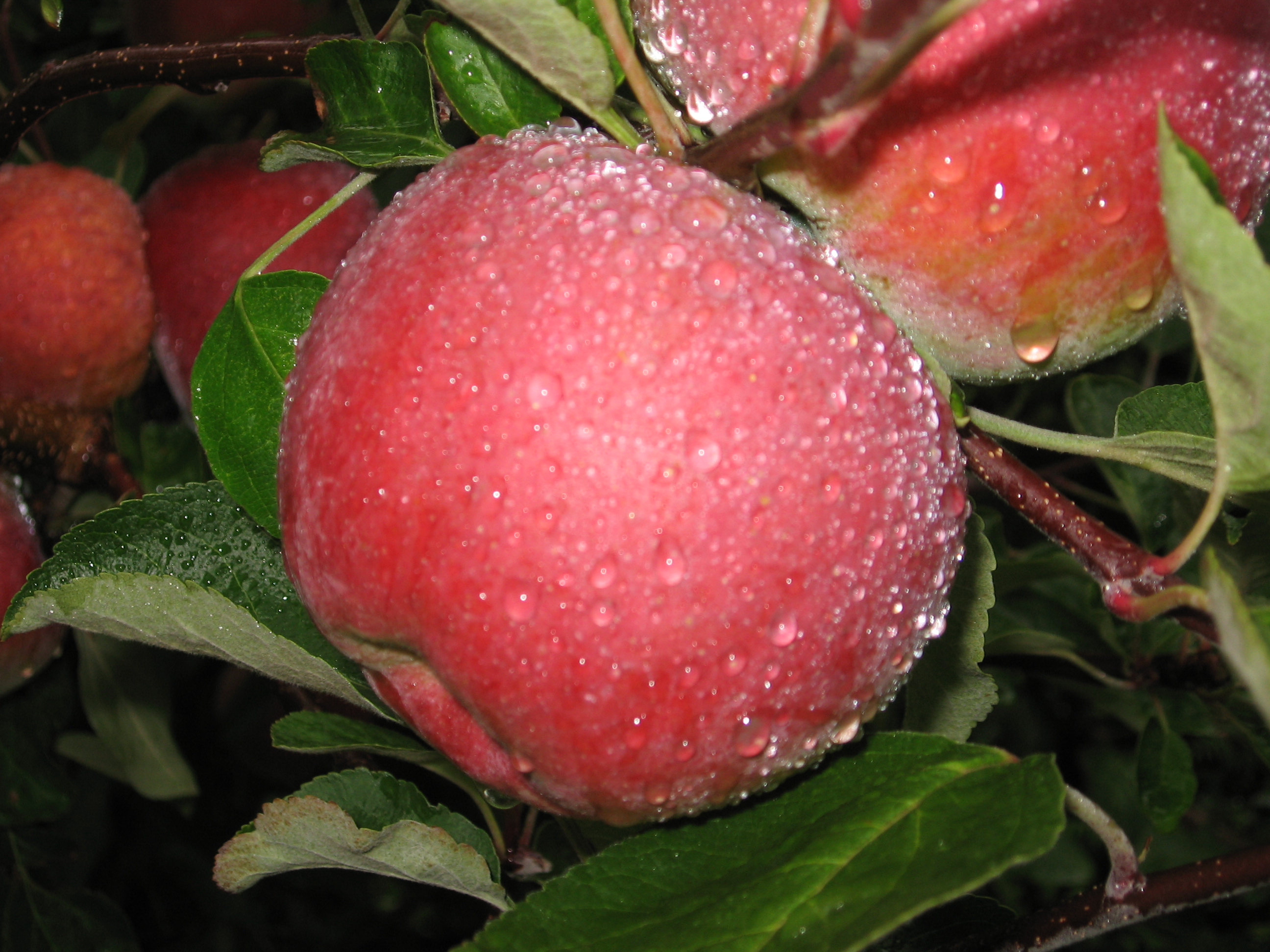 Apple Macoun