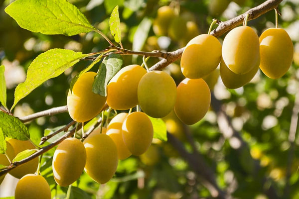 European Plum Yellow Egg