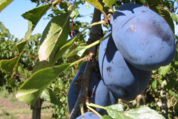European Plum Stanley