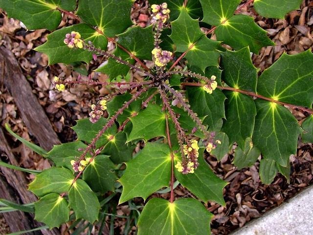Berberis, Barberry, Japanese Mahonia Hivernant