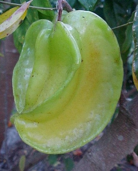 Averrhoa, Carabola, Star Fruit Fwang Tung