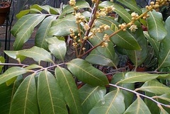Longan, Lungan, Dragon's Eye, Cat's Eye 'Kohala'