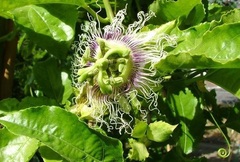 Passiflora, Granadilla, Passion Flower, Passion Fruit, Passion Vine 'Nancy Garrison'
