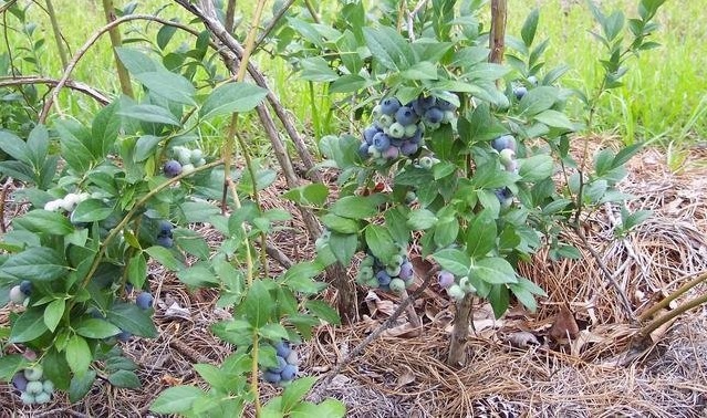 Vaccinium, Southern High Bush Blueberry ONeal