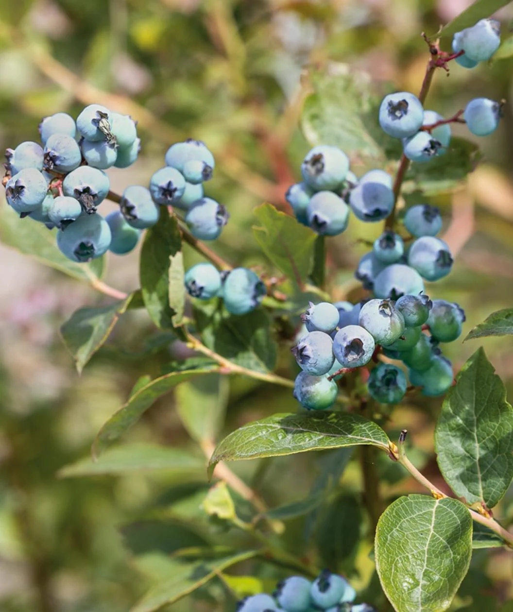 Vaccinium, Southern High Bush Blueberry Sharpblue