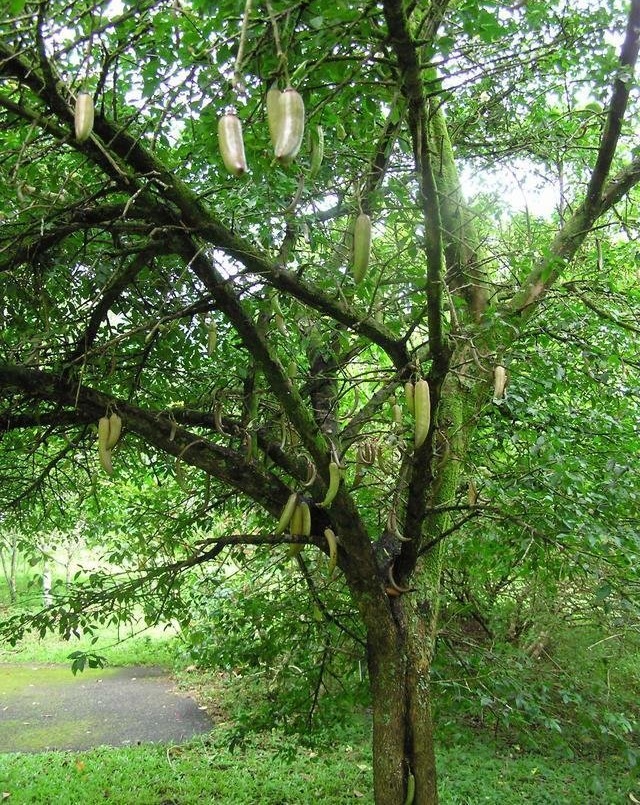 Candle Tree, Guajilote