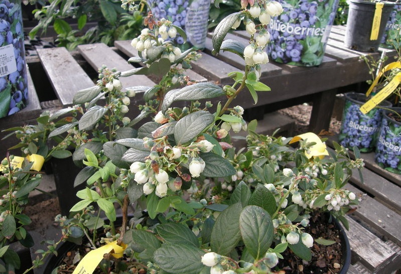 Vaccinium, Southern High Bush Blueberry South Moon