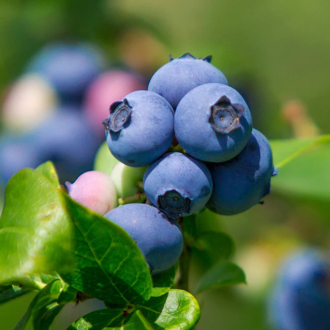Vaccinium, Southern High Bush Blueberry Legacy