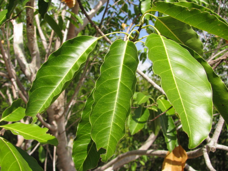 Sideroxylon Species, False Mastic, Mastic-Bully, Yellow Mastic