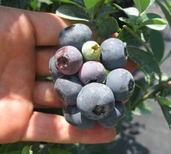 Vaccinium, Rabbiteye Blueberry 'Bluegem'
