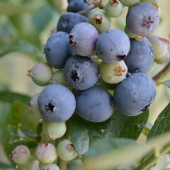 Vaccinium, Rabbiteye Blueberry 'Delight'