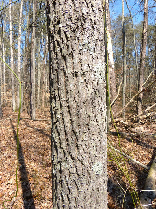 Sand Hickory, Pale Hickory