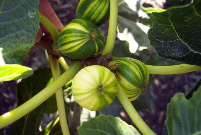 Ficus, Common Fig, Edible Fig, Higo Panachee