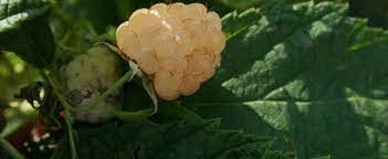 European Raspberry, Yellow Fruiting Raspberry Anne